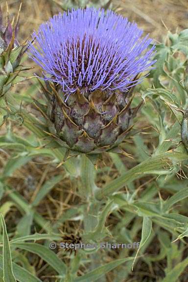 cynara cardunculus 2 graphic